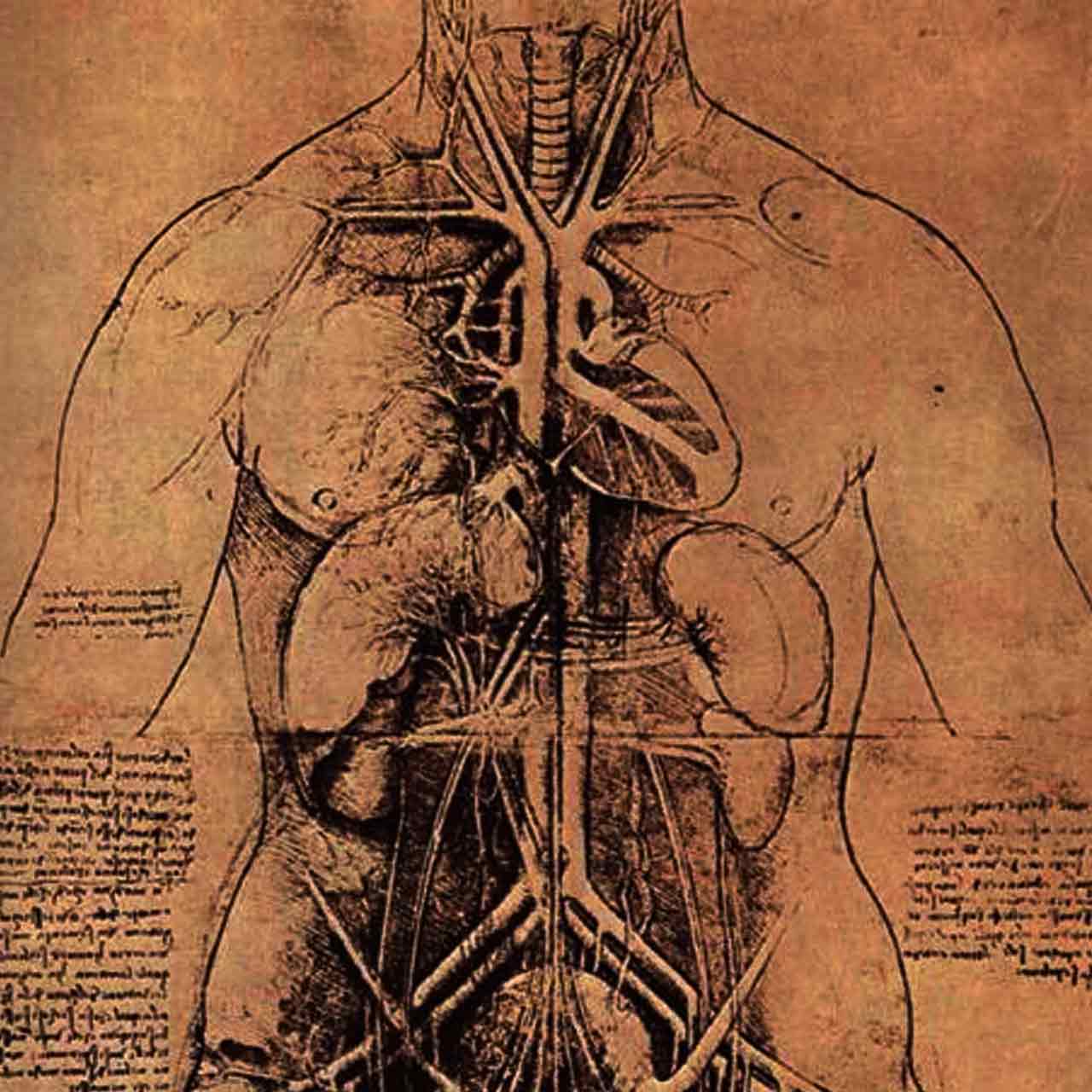 anatomia e fisiologia