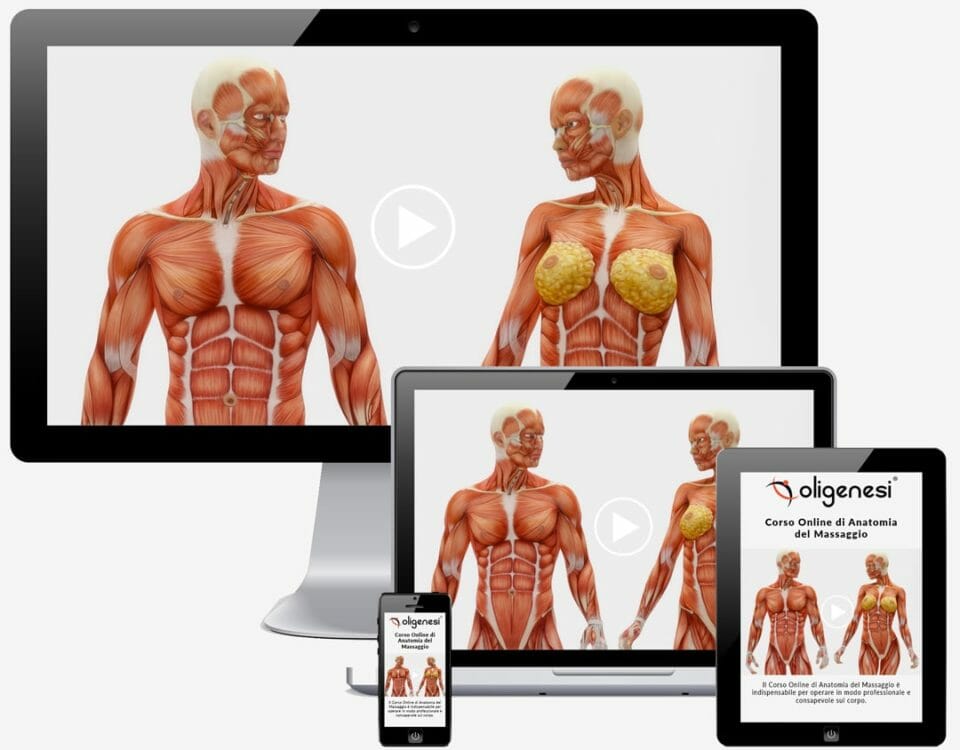 Video Corso Online di Anatomia del Massaggio