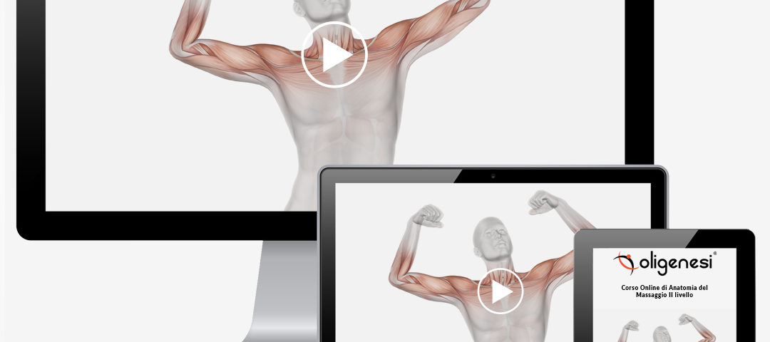 Video Corso Online di Anatomia del Massaggio di II Livello